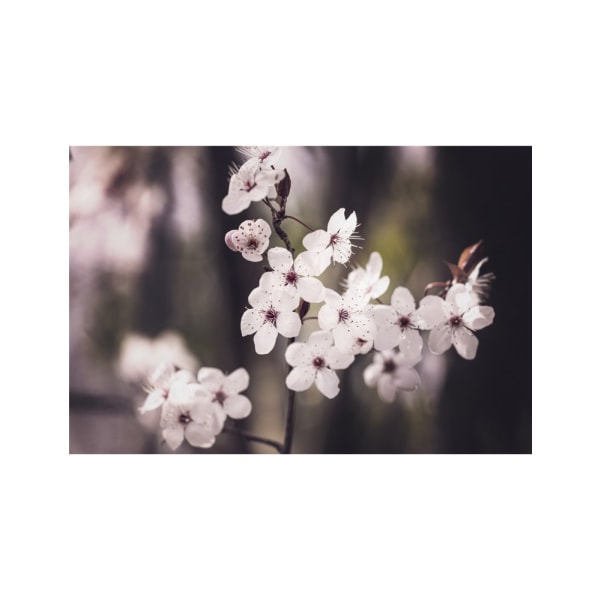 Blossoms - 50x70 cm