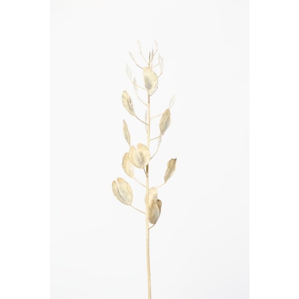 Solitary Dried Plant_Light Grey - 70x100 cm