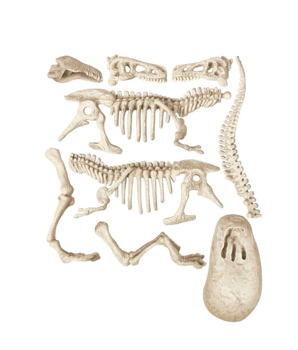 Clem. Dig Line T-Rex