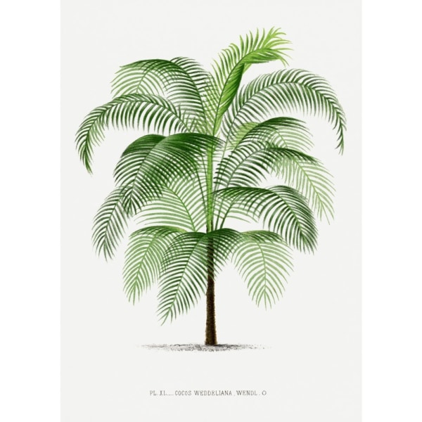 Xi Cocos Weddeliana - 50x70 cm