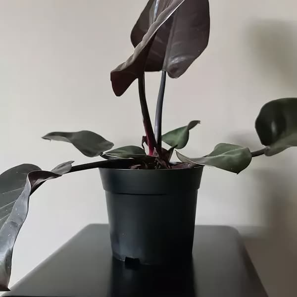 Tuotantoastia - setti 500 kpl