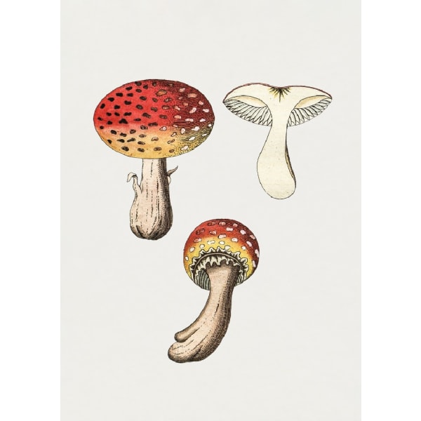 Hand Drawn Fly Agaric Mushroom - 50x70 cm