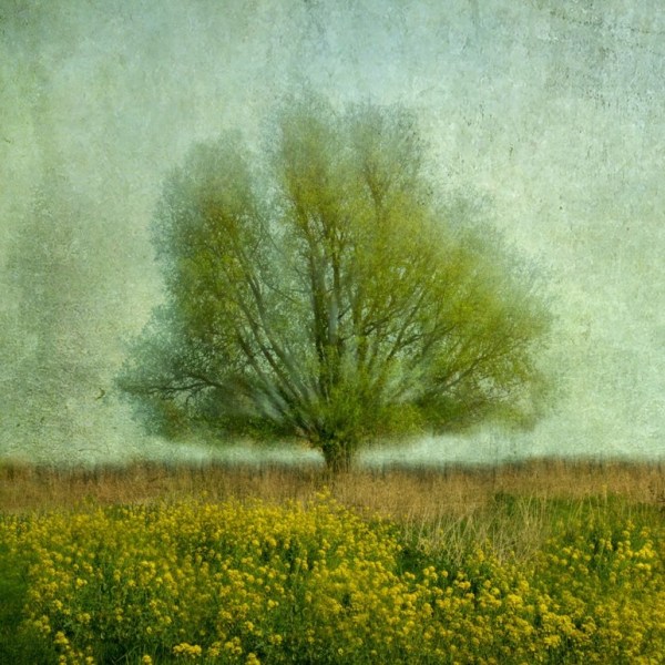In The Yellow Field - 50x70 cm