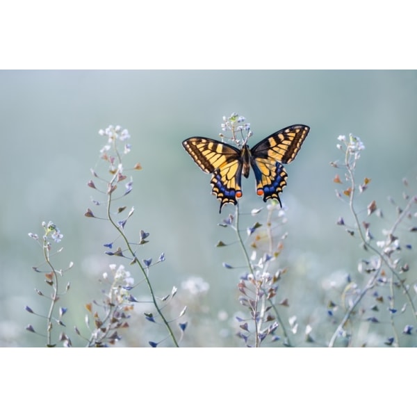 Swallowtail Beauty - 70x100 cm