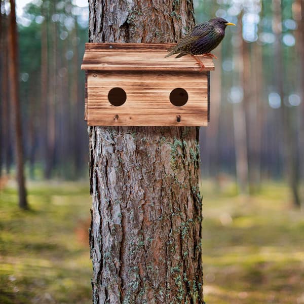 Bo för starar