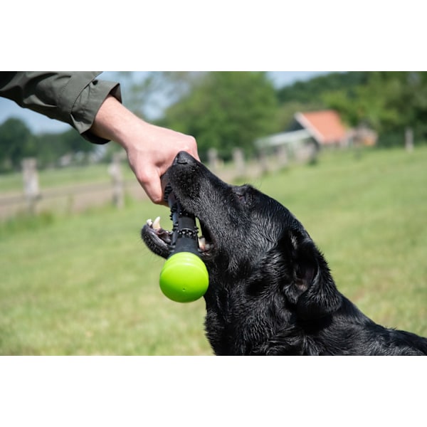Dog Comets Meteor Throwing Stick rosa L