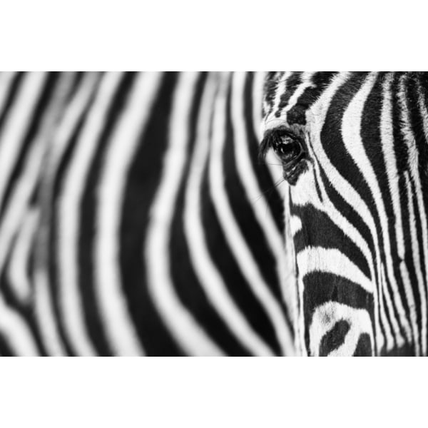 Zebra Stripes - 70x100 cm