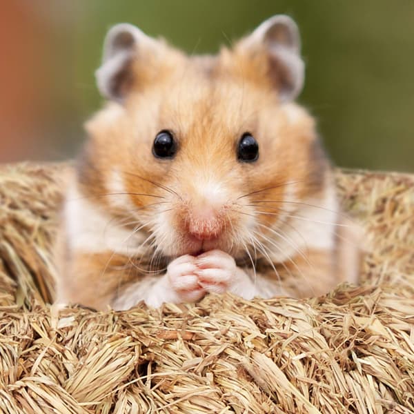 Hamsterin tarvikesetti 5 kpl.