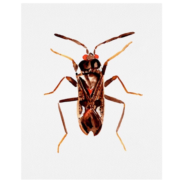 Dirt-Colored Seed Bug Or Rhyparochromus Vulgaris - 30x40 cm