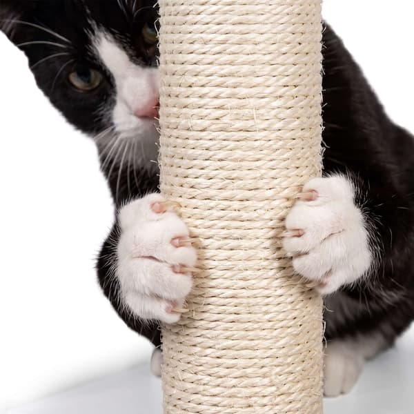 Stort klösträd med kattlåda och sisalstolpar