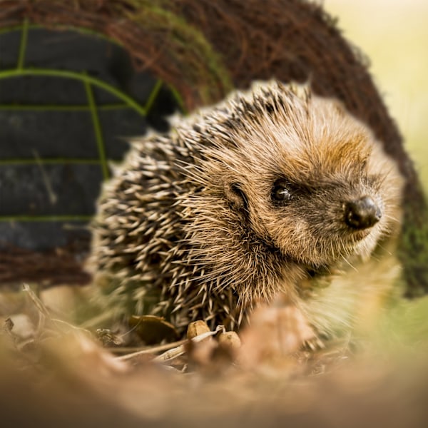 Igelkottshus Igloo