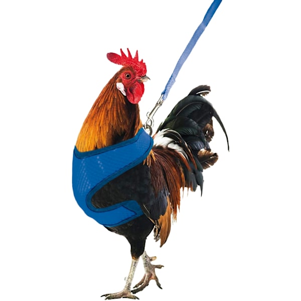 Gaun Chicken -valjaat