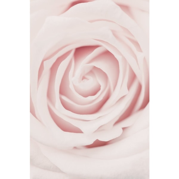 Pink Rose No 02 - 50x70 cm