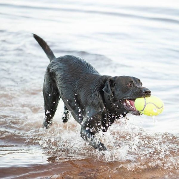 KONG AirDog Hantel Md EU