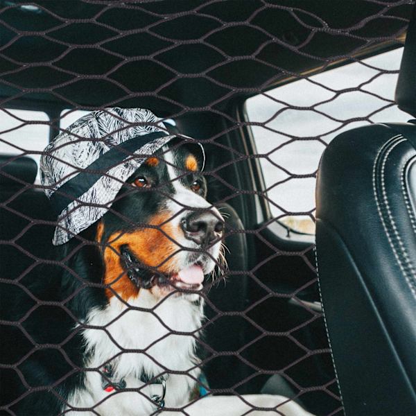 Biladskillelsesnet til hunde