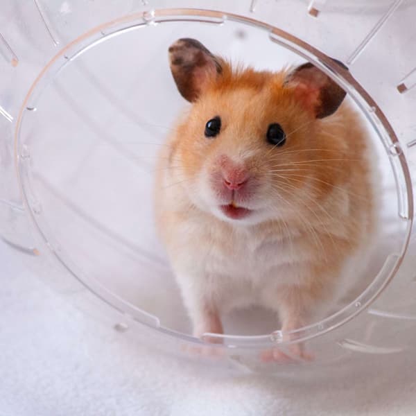 Hamsteripallo vaaleansinisellä kannella