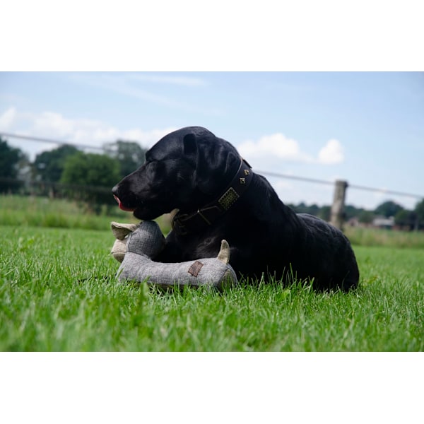 Landhund Oliver