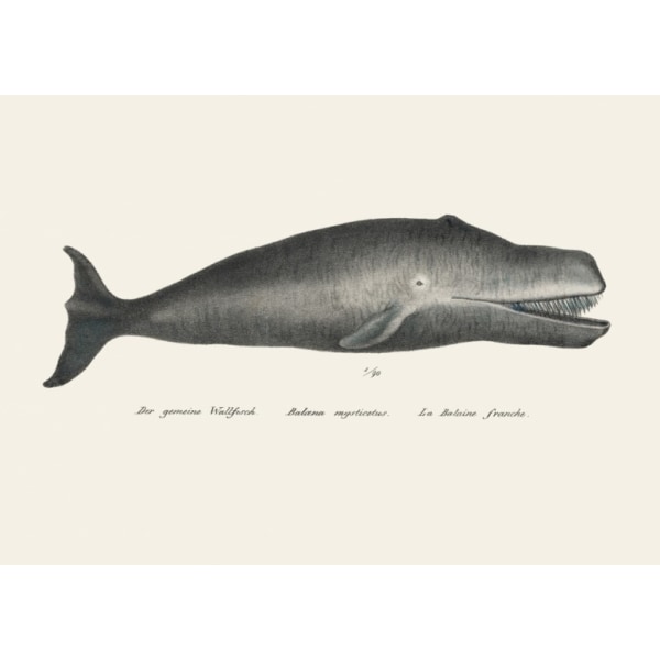 Whale Ii Antique Handcolored Sealife Lithograph 1824 - 70x100 cm