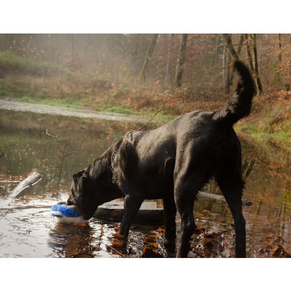 Wild Life Dog And