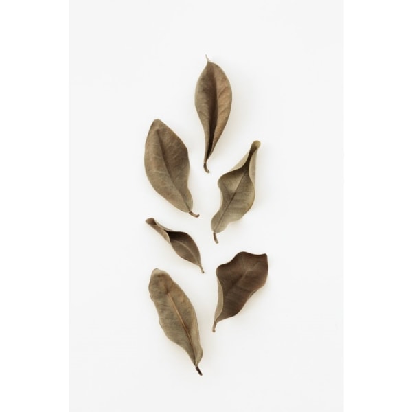 Dried Leaves_2 - 21x30 cm