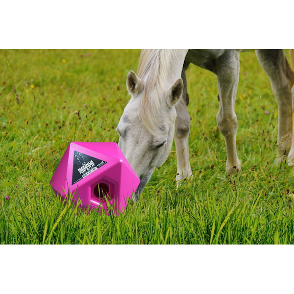 Maximus Feed &amp; Spela Pink