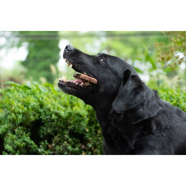 Bugbone Medium