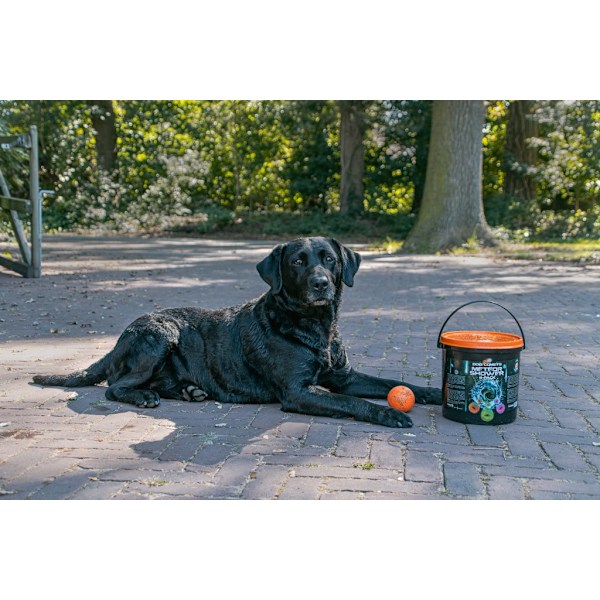 Dog Comets Meteor Shower