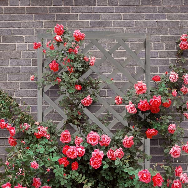 Grå plantekasse med espalier