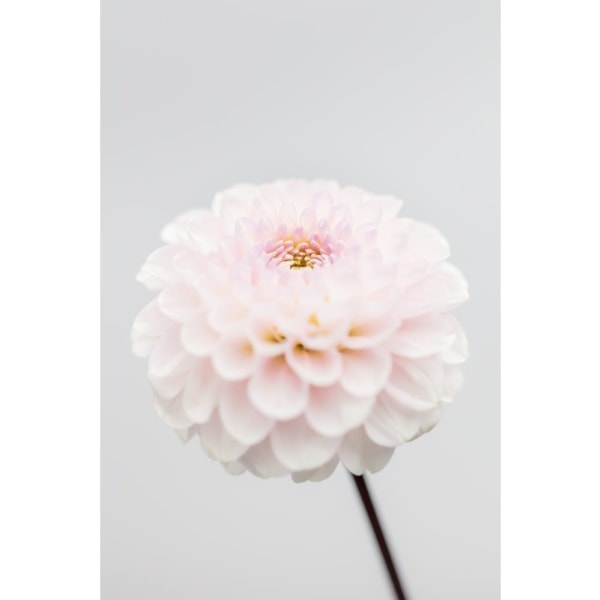 Pink Flower No3 - 50x70 cm