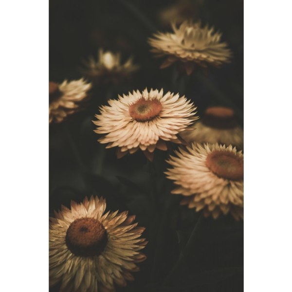 Faded Flowers - 21x30 cm