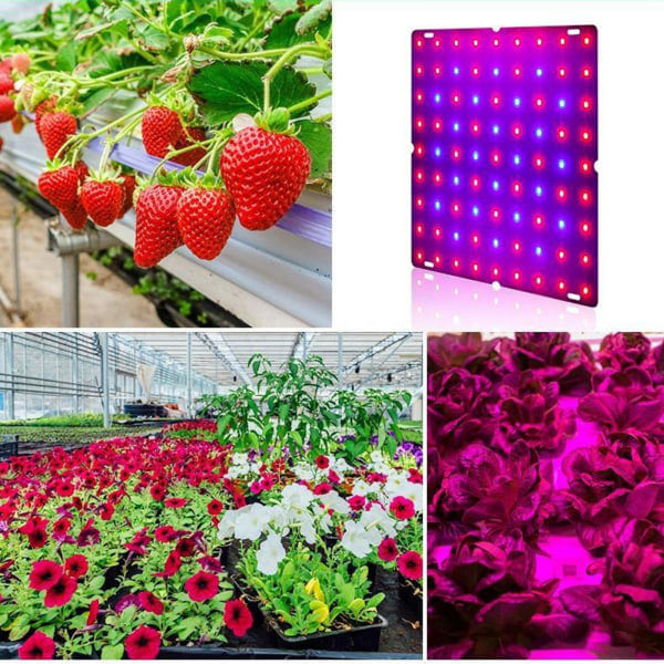 LED-växtlampor Röd Blå Panel Växtlampor För Växter 169 LED