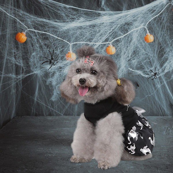 Cobweb-Sæt Spooky Halloween Kæledyrstilbehør Hundeklæder Hexe Kjole Kæledyrsdragt Hundekostume Flarende Kjole Juleaften