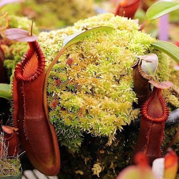 Sphagnum Mos Pottejord til Kødædende Planter, Husorkidé, Sarracenia, Kandeplanter & Mere, Helt Naturlig (1qt)