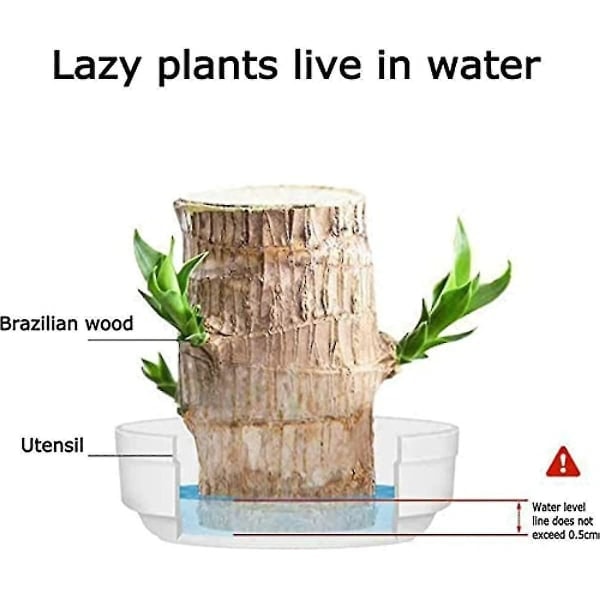 Mini Brasilien Lykke Træ - Magisk Spirrende Lykkebambus Træ Hydroponisk Pottet Stub Lille Mini Plant Indendørs Kontor Bordplante (Brasiliansk...