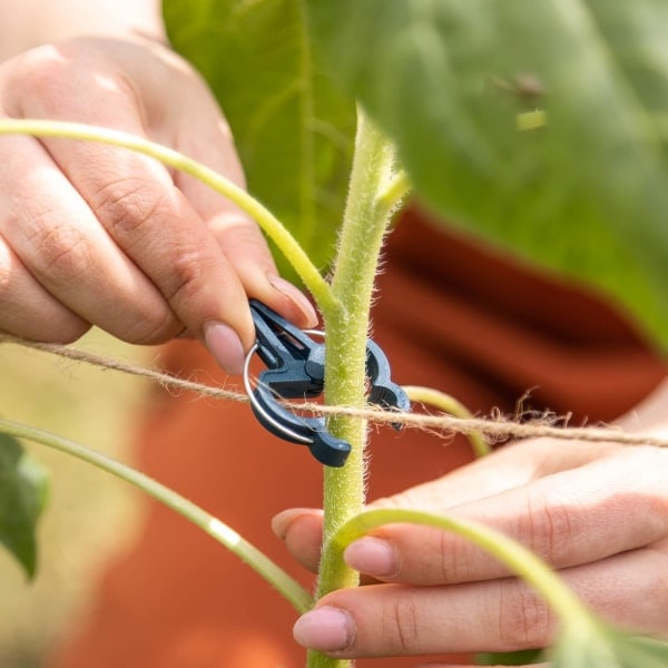 Planteclips til at fastgøre planter: 50 grønne planteclips Størrelse L - Climbi