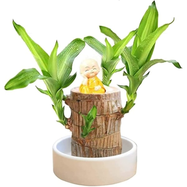 REMAKE Mini Brasilien Lyckotree, Hydroponisk Brasiliansk Lyckotree, Miniatyr Inomhus Bambuväxt för Kontorsbord, Levande Feng Shui Dekoration, L...