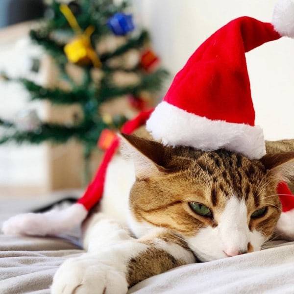 10 st små plysch tomtar för husdjur hund katt julhatt juldekorationer mössa jultomten nyårspresent