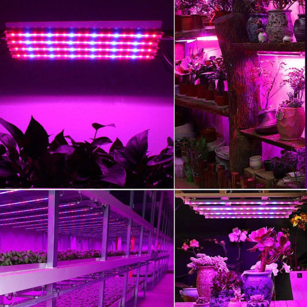 60W LED-växtlampa med fullspektrum, dimbar, för inomhusväxter, växtlampa med timer