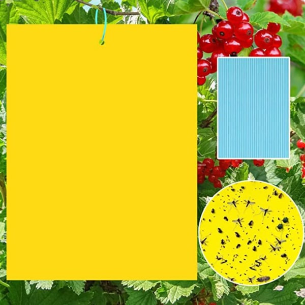 Havefælder til insekter, 60-pak S