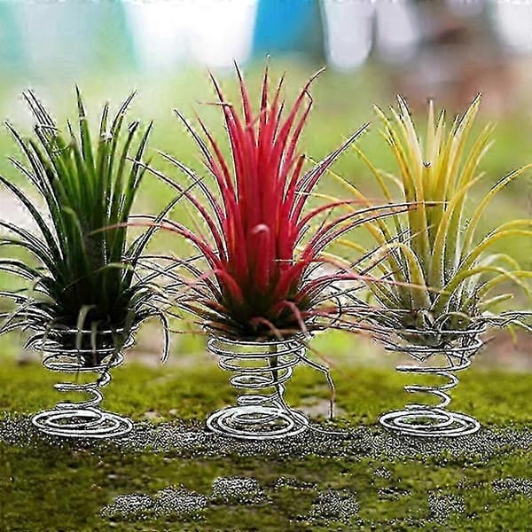 4-pack lättskötta luftväxter för inomhusinredning, ingen jord krävs, lättskött Tillandsia för vasarrangemang i hemmet