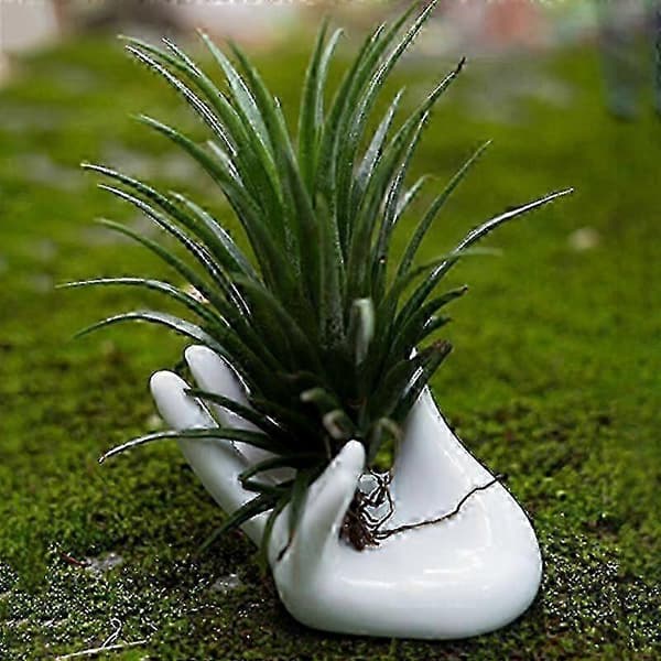 4-pack lättskötta luftväxter för inomhusinredning, ingen jord krävs, lättskött Tillandsia för vasarrangemang i hemmet