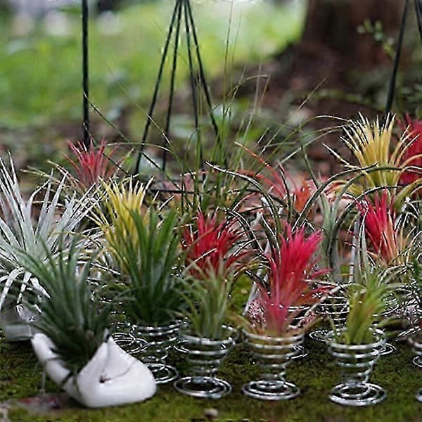 4-pack lättskötta luftväxter för inomhusinredning, ingen jord krävs, lättskött Tillandsia för vasarrangemang i hemmet