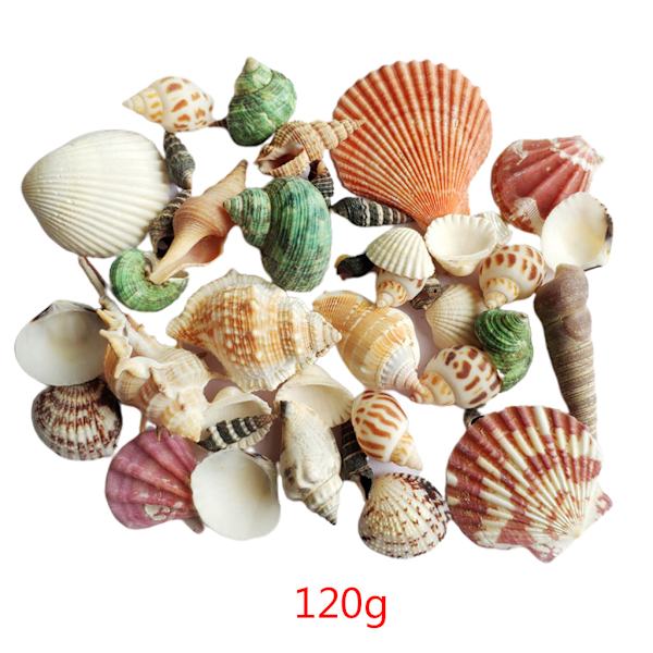 120g Naturlig Turbo Seashell Havsnegl Eremitkrebs Hus Akvarium Praktiske Skaller Kunsthåndværk Dekorationer Rekvisitter Mennesker Ingen Mennesker Sted