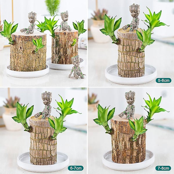 Mini brasilialainen puupottikasvit Puhdista ilma Onnekas puupottikasvit Hydroponiakasvit Hydroponinen puu 6-7 Cm
