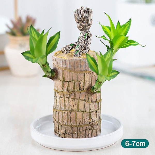 Mini brasiliansk træpotteplanter renser luften heldig træpotte hydroponiske planter hydroponisk træ 6-7 Cm