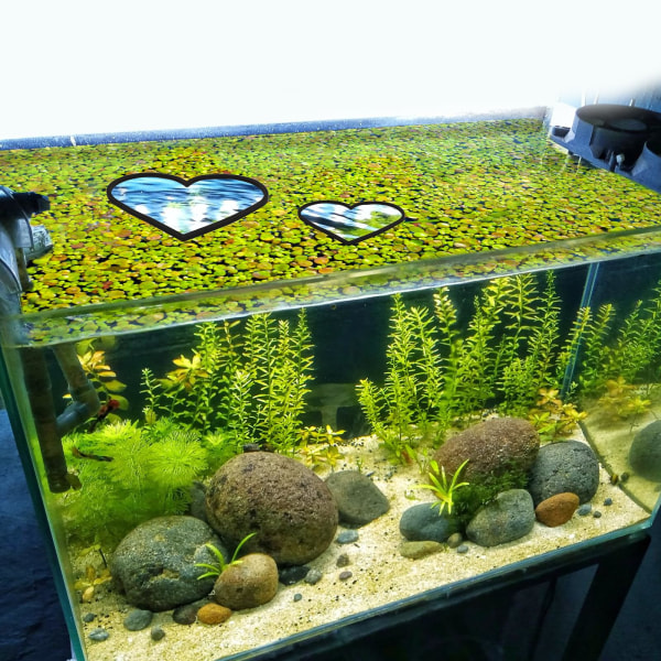 Akvarie flytende planteringer 5 stk - Hjerteformet Betta fiskematingringer, akvariedekor