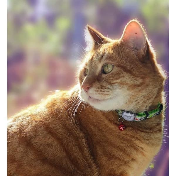 Rogz Refloctocat Katt Halsband - Grön