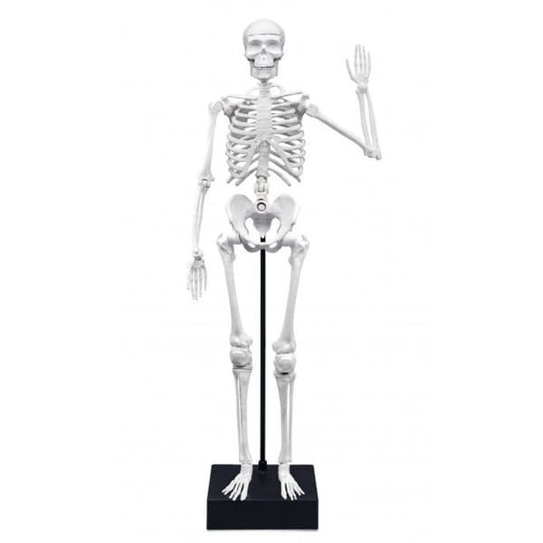 Buki Frankrike - Skelett 45 cm Vit