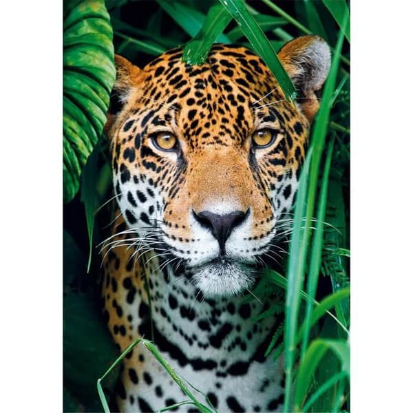 Pussel 500 bitar + affisch: Jaguar i djungeln