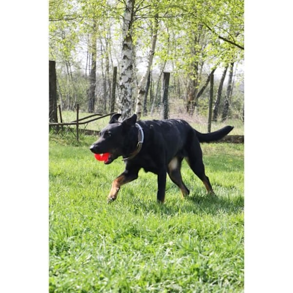 AIME Toy Play Stark boll 6cm - För hundar